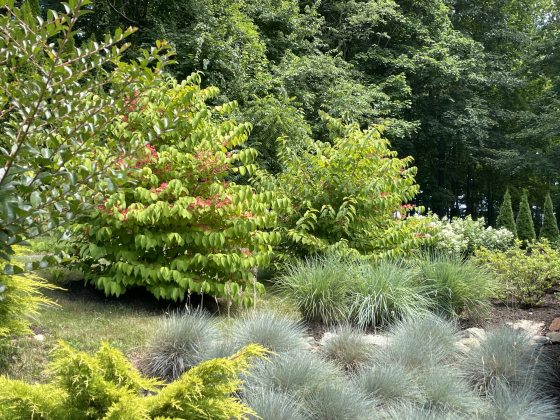 An outdoor garden setting in summer. 